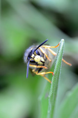 Wasp close up