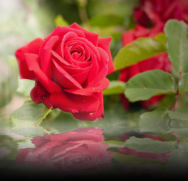 Rose Rosse" Images – Browse 246 Stock Photos, Vectors, and Video | Adobe  Stock