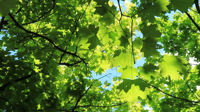 Beautiful green foliage