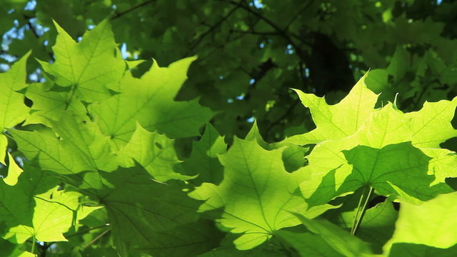 Beautiful green leaves