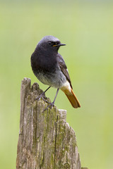 A Black Redstart (Phoenicurus ochruros) sitting on a pole
