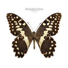 Papilio demodocus butterfly