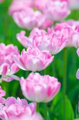 Store enrouleur occultant sans perçage Macro Jardin avec des fleurs de tulipes en été