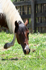 Horse head