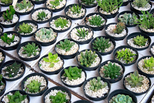 Floriculture