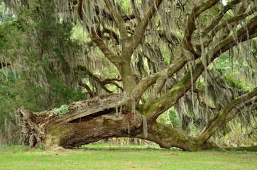 Obraz premium Large old uprooted oak tree