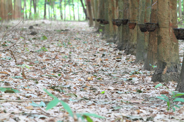 Para rubber tree garden in south of Thailand .
