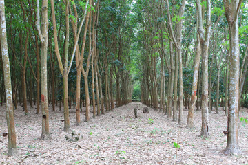 Para rubber tree garden in south of Thailand .