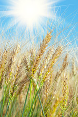 Obraz premium field of yellow wheat and cloud in the sky