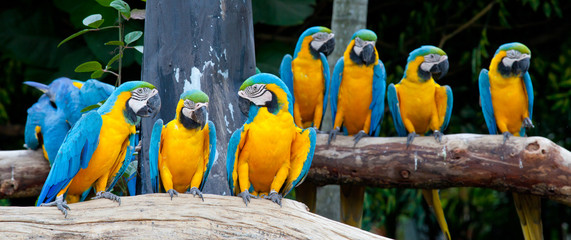 colorful macaws