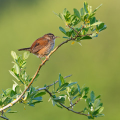 Marsh Wren