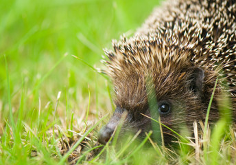 Hedgehog - Erinaceus europaeus
