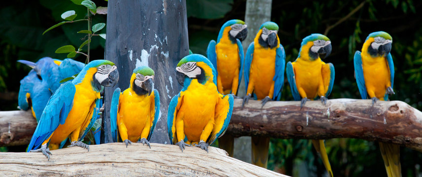 colorful macaws