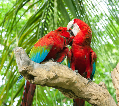 couple macaw