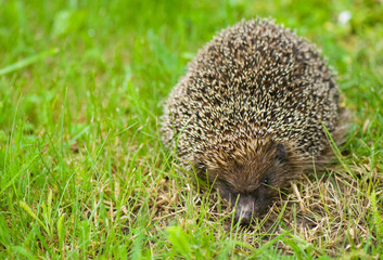 Hedgehog - Erinaceus europaeus