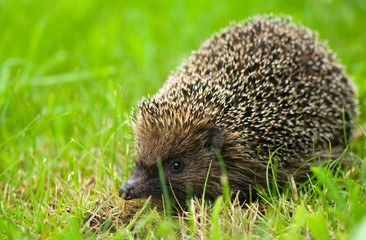 Hedgehog - Erinaceus europaeus