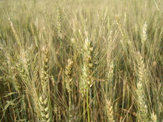 Wheat field