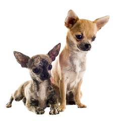 puppies chihuahuas