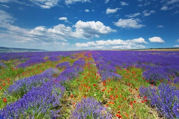 Tableaux ronds sur aluminium Été landscape with field of lavender