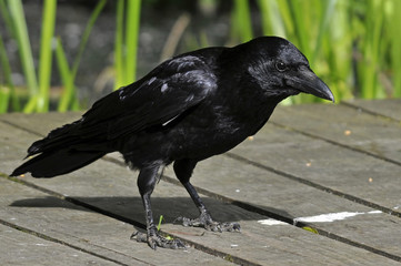 Carrion Crow
