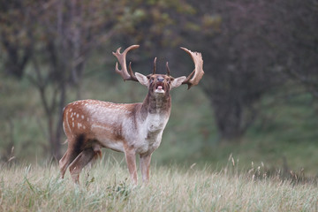 fallow deer during the rutting season