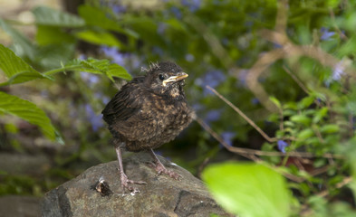 young blackbird waiting for food