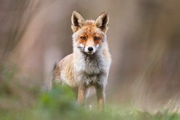 red fox