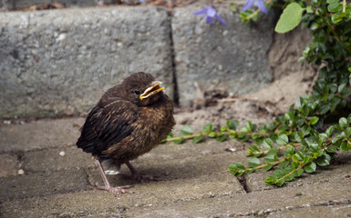 young blackbird in nature