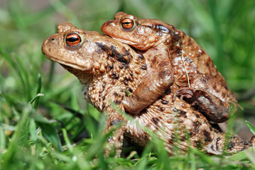 Common Toads
