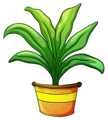 plant pot