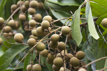 Longan fruite on tree