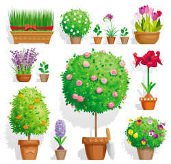 Set of pot plants - 42619410
