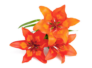 Orange Lilium 