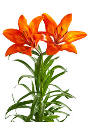  orange lily