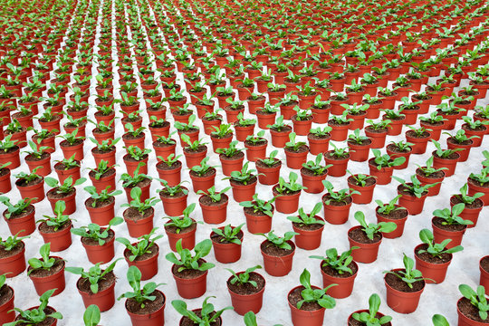 Rows of young marigolds growing inside a greenhouse