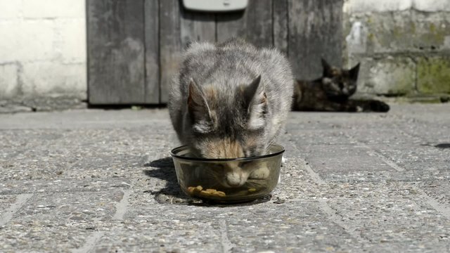 Graue Katze am fressen