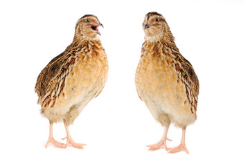quail