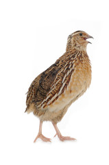 quail