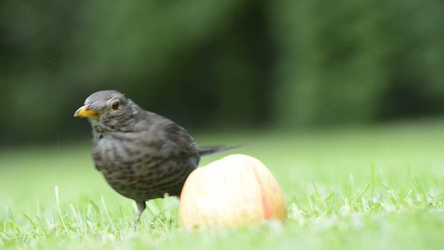 Amsel mit Apfel