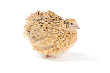 quail
