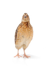 Fototapeta premium quail