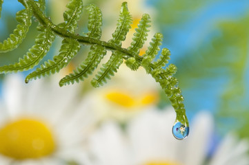 fern with dew drop with mirroring efect