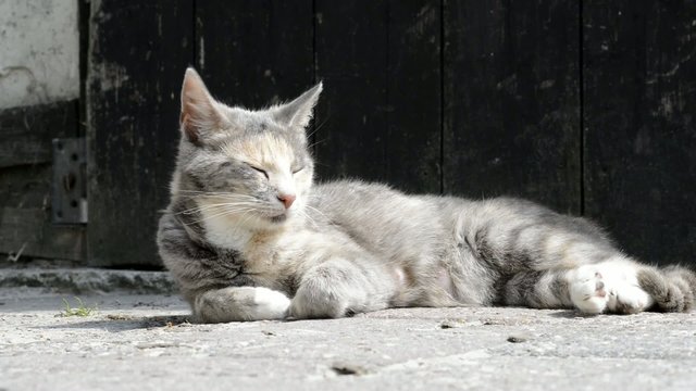 Liegende graue Katze