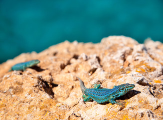 formentera lizard Podarcis pityusensis formenterae