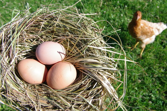 Wiejskie swojskie jajka w gnieźdżie kura 