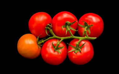 Truss tomatoes against a black background