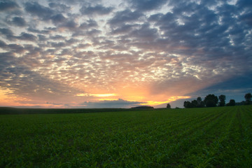 Morning corn field