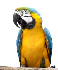 Macaw parrot