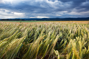 Kornfeld Gewitter Sturm
