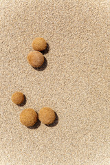 Fototapeta na wymiar Posidonia owoce oceanica na śródziemnomorskiej plaży
